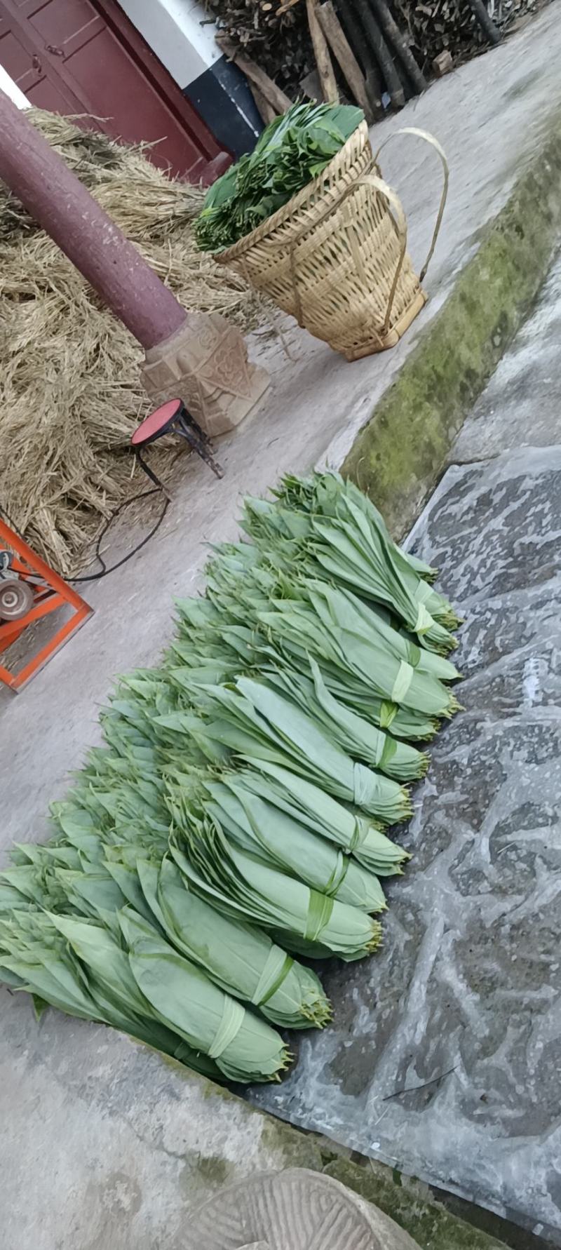 新鲜粽叶箬叶