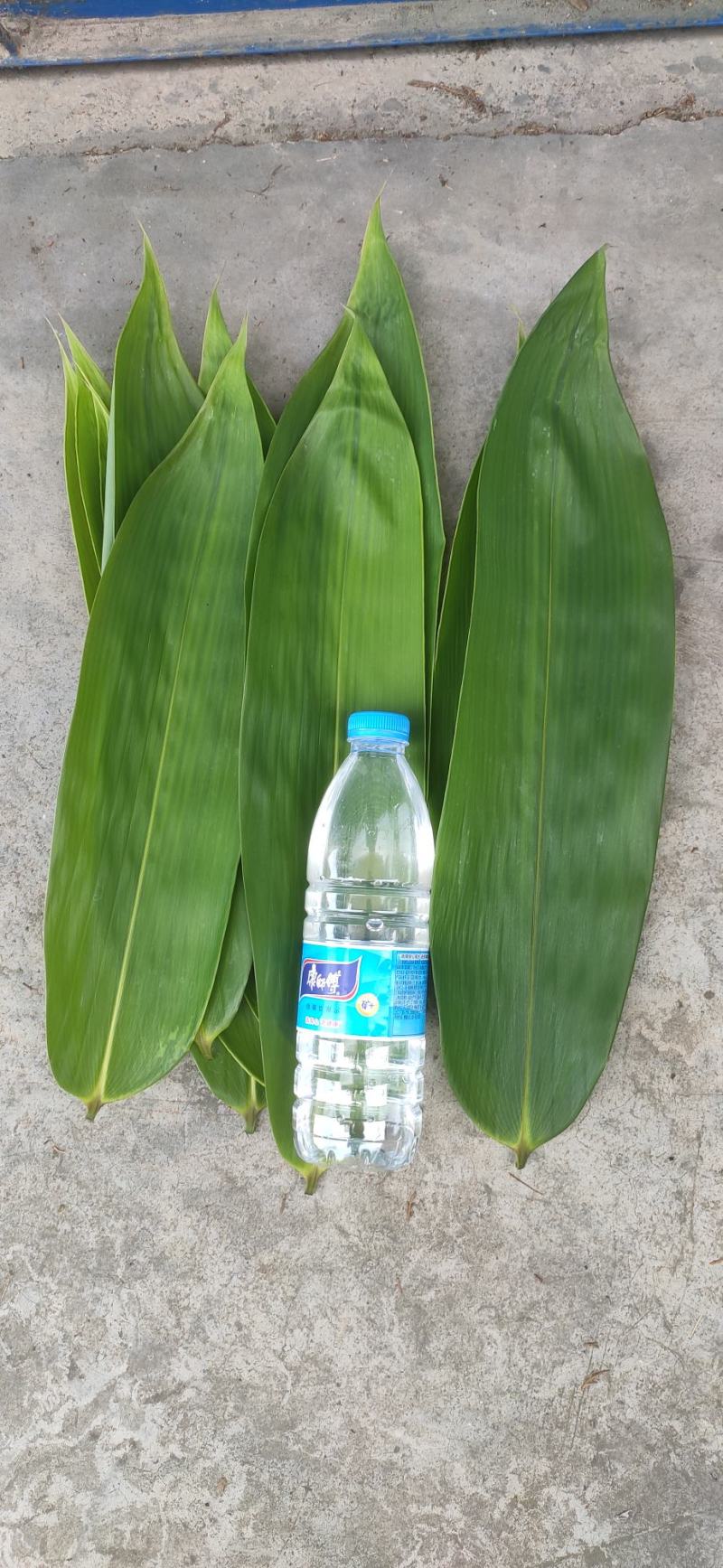 新鲜粽叶箬叶