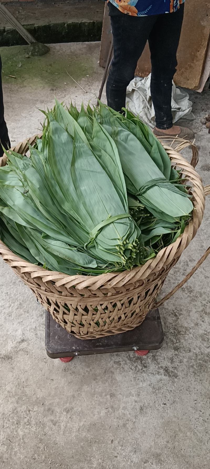 新鲜粽叶箬叶