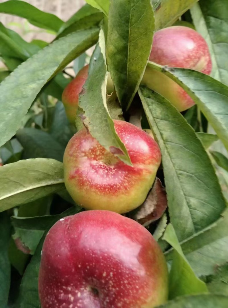 陕西郑五毛桃阿布白毛桃大量供应中，货源充足