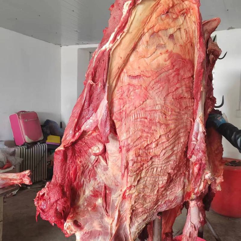 马肉内蒙古通辽产地直发诚信经营质量保证欢迎电联采购