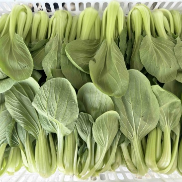 江苏油菜上海青小青菜宁夏菜常年有货一手货源全国代发