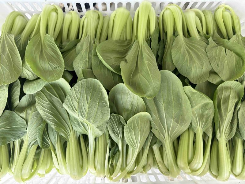江苏油菜上海青小青菜宁夏菜常年有货一手货源全国代发