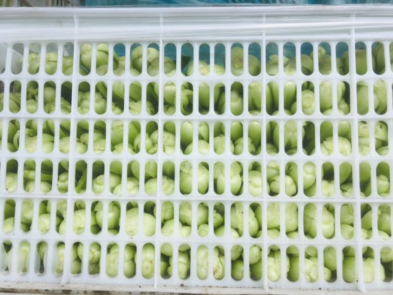 江苏油菜上海青小青菜宁夏菜常年有货一手货源全国代发