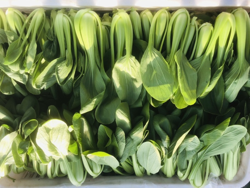 江苏油菜上海青小青菜宁夏菜常年有货一手货源全国代发