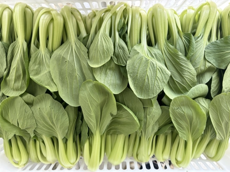 江苏油菜上海青小青菜宁夏菜常年有货一手货源全国代发