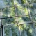 江苏油菜上海青小青菜宁夏菜常年有货一手货源全国代发