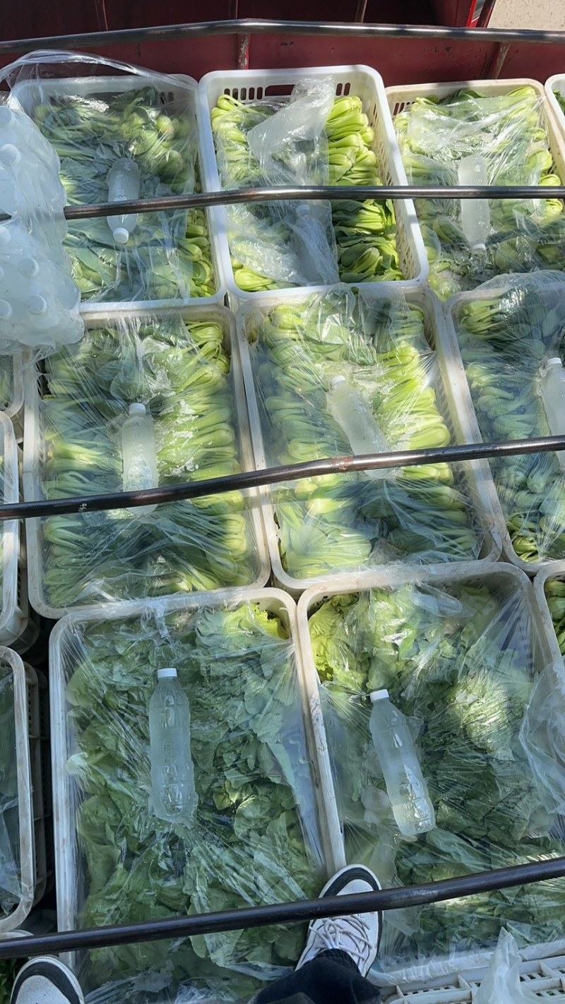 江苏油菜上海青小青菜宁夏菜常年有货一手货源全国代发