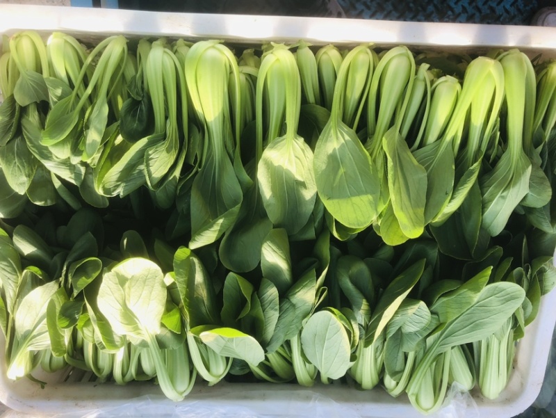 江苏油菜上海青小青菜宁夏菜常年有货一手货源全国代发