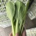 江苏油菜上海青小青菜宁夏菜常年有货一手货源全国代发