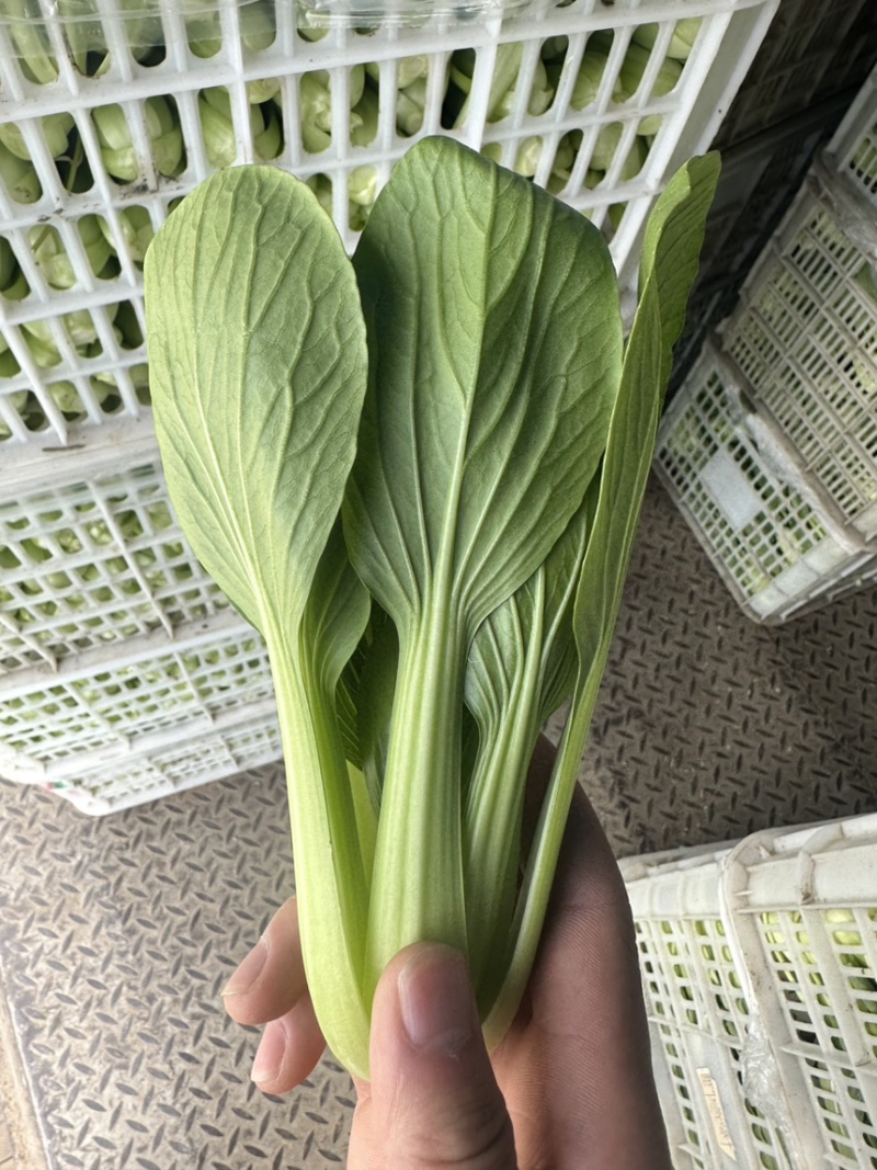 江苏油菜上海青小青菜宁夏菜常年有货一手货源全国代发