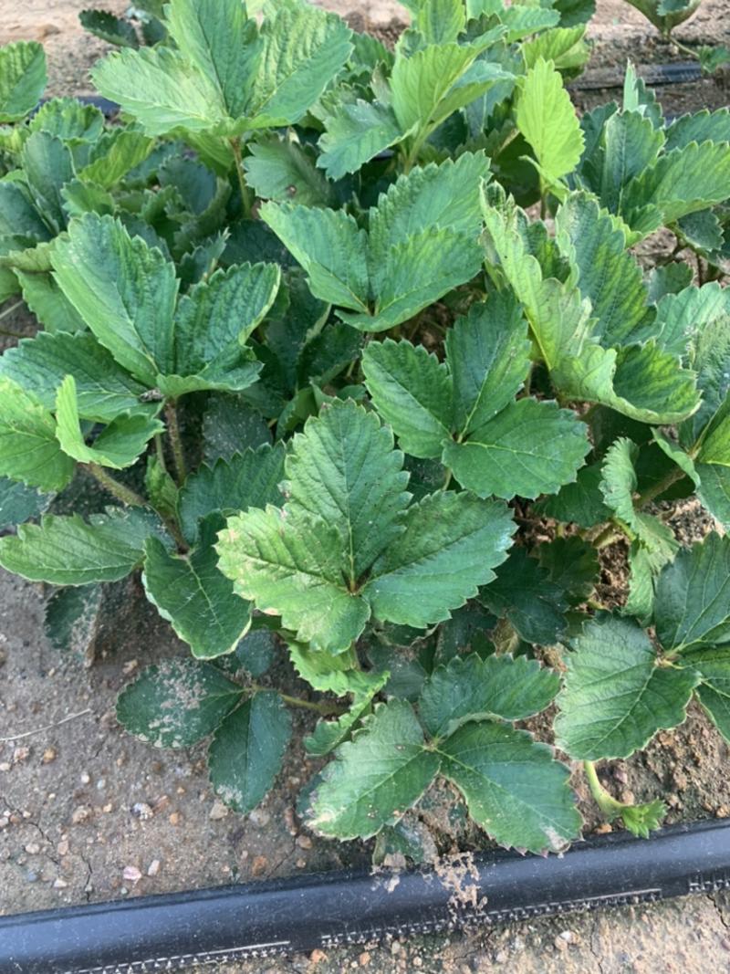 香野草莓苗，和甜宝草莓苗🍓，自家种植，量大，产地直发