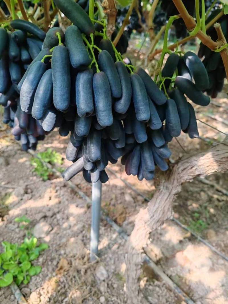 【蓝宝石葡萄】西昌基地直发48小时发货坏果包赔落地陪同
