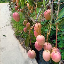 华坪县圣心芒果口感好甜度高，，大量对接电商货，和代发芒果