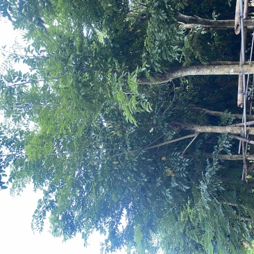 海南黄花梨树