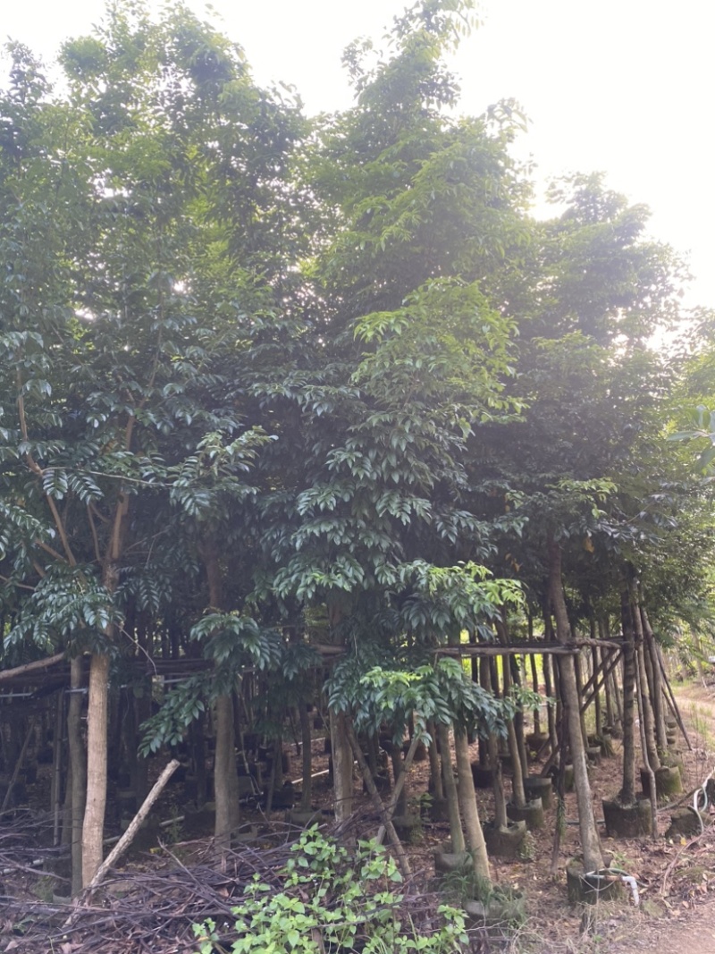 海南黄花梨树