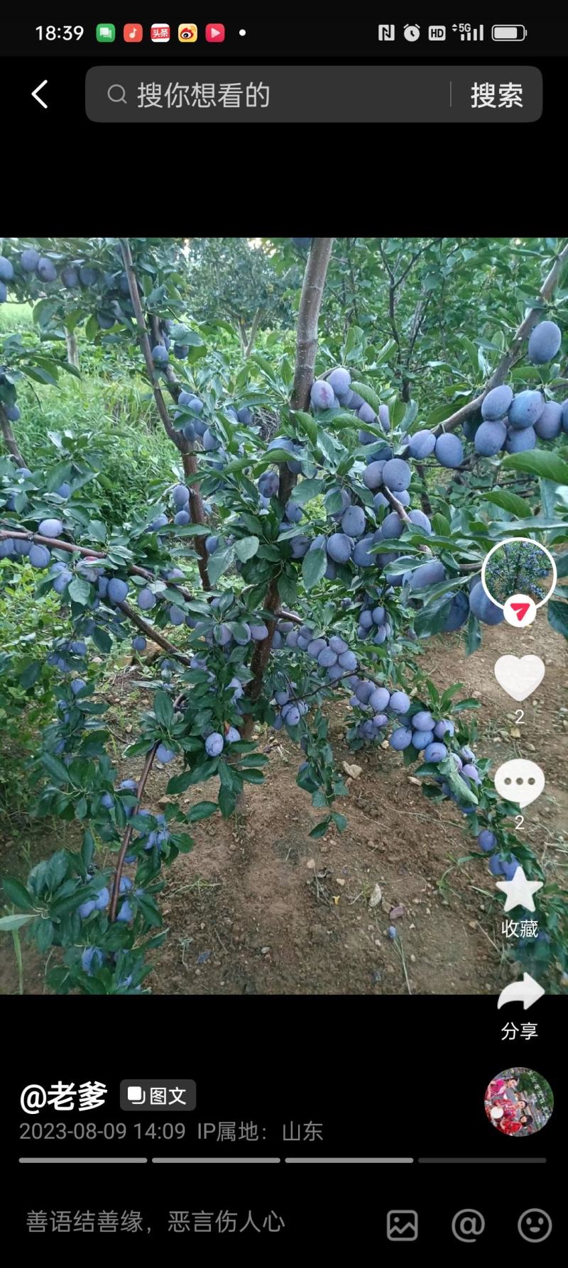 山东临沂费县西梅