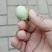 银杏果