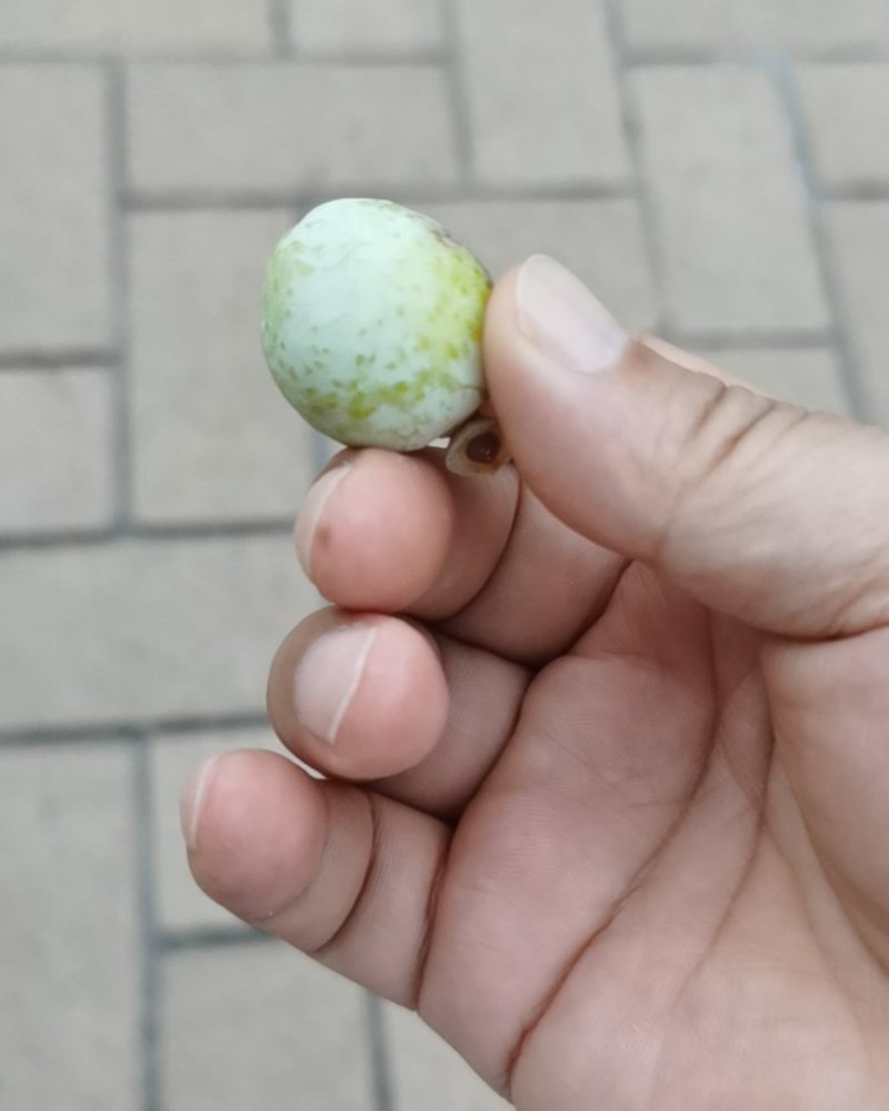 银杏果