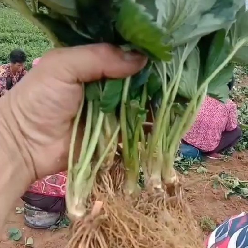 脱毒甜宝䓍莓苗