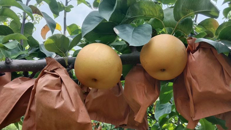 秋月梨在运输过程中因碰撞导致果皮脱落的示例图