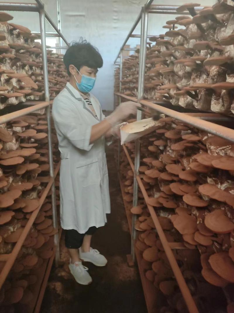 灵芝孢子粉自产自销品质保证货源充足全国发货价格低