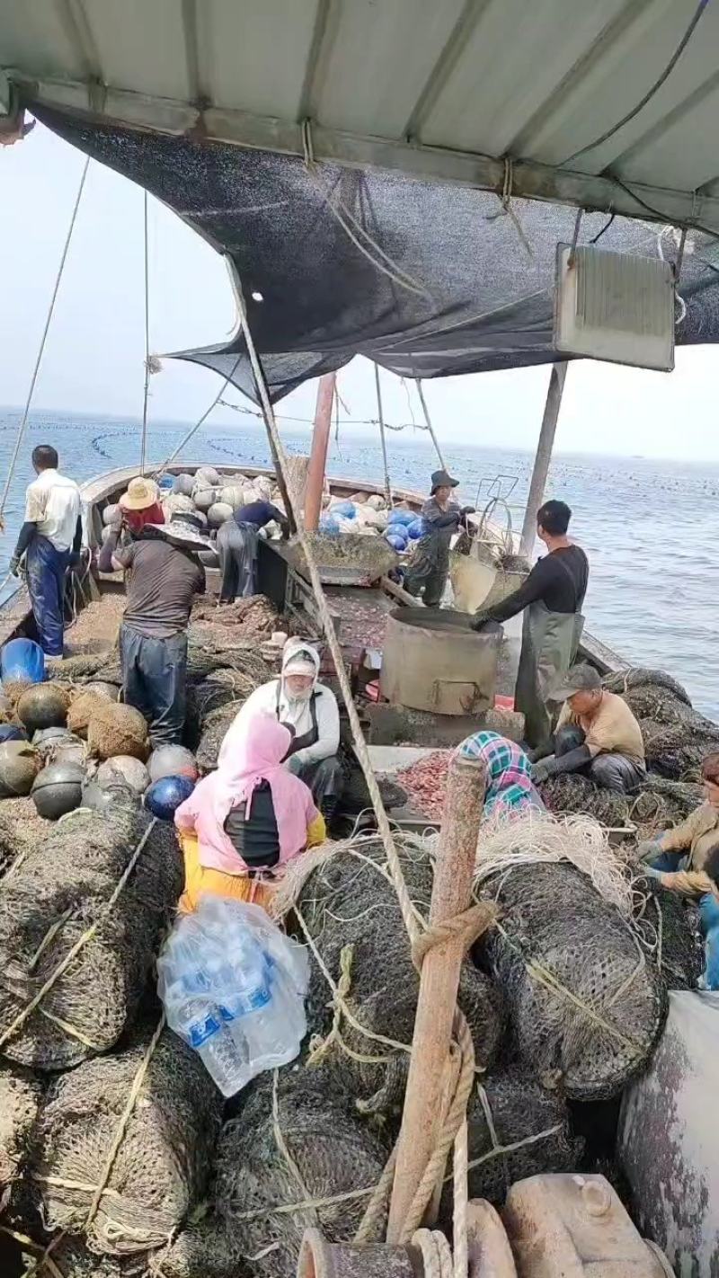 扇贝精品港湾贝小红贝扇贝一手货源产地直供欢迎下单