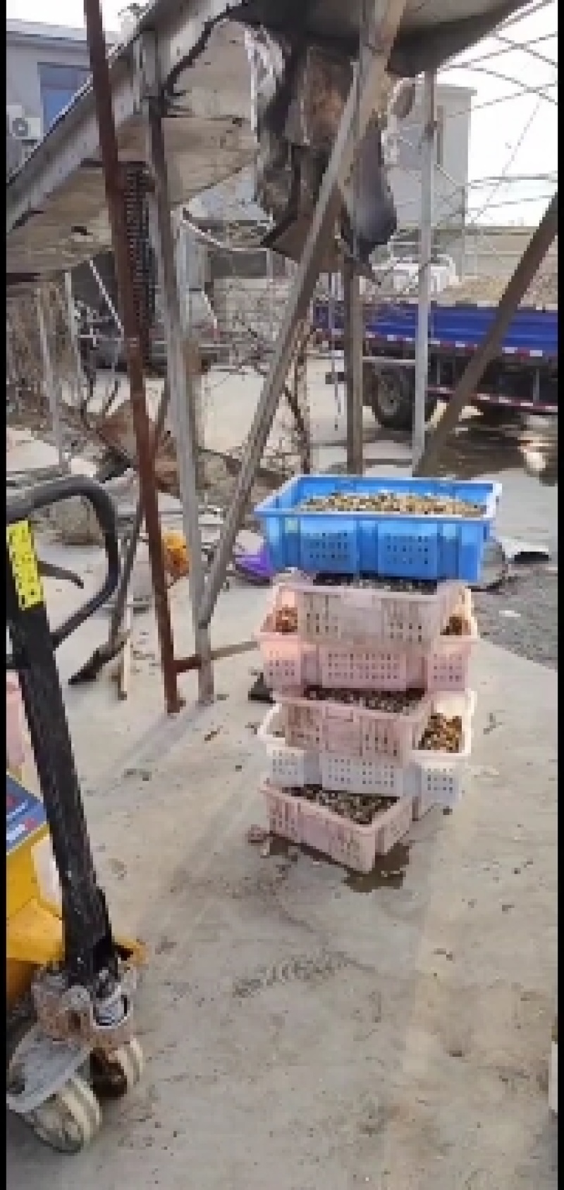扇贝肉新鲜扇贝肉新鲜冷冻鲜活现剥扇贝肉海鲜火锅食材