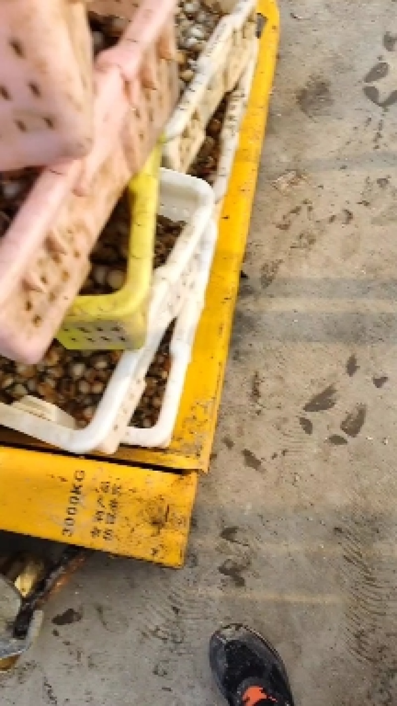 扇贝肉新鲜扇贝肉新鲜冷冻鲜活现剥扇贝肉海鲜火锅食材