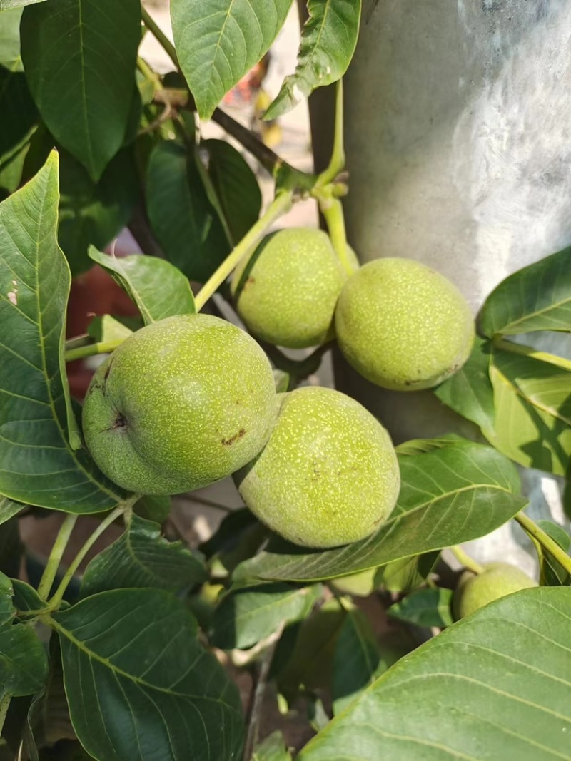 青皮核桃清香，辽系，硕丰大量上市。需要联系