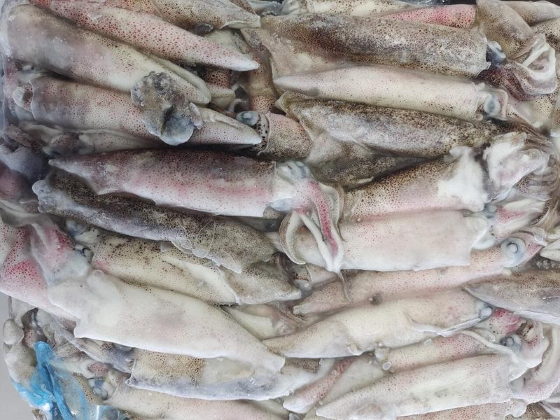 笔管鱼，船冻8-12cm火锅食材市场批发每箱净重8公斤
