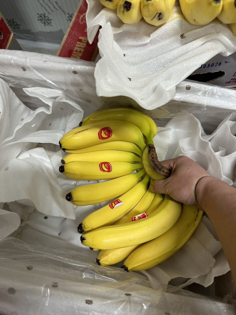 本公司常年大量供应：菲律宾，越南，柬埔寨，印尼，南美香蕉