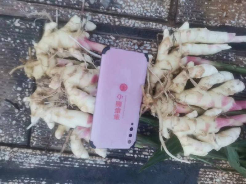 小黄姜云南正宗小黄姜嫩姜外贸货电商货市场货批发