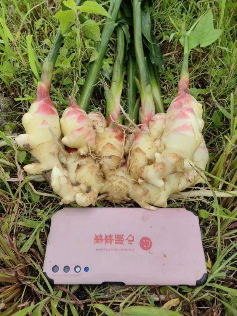 小黄姜云南正宗小黄姜嫩姜外贸货电商货市场货批发