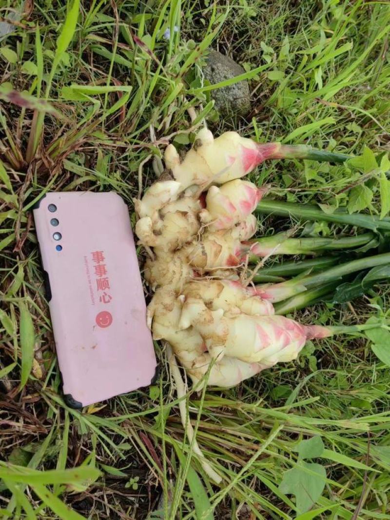 小黄姜云南正宗小黄姜嫩姜外贸货电商货市场货批发