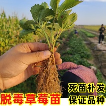 优质脱毒苗草莓苗甜查理法兰地甜查理奶油空运包邮