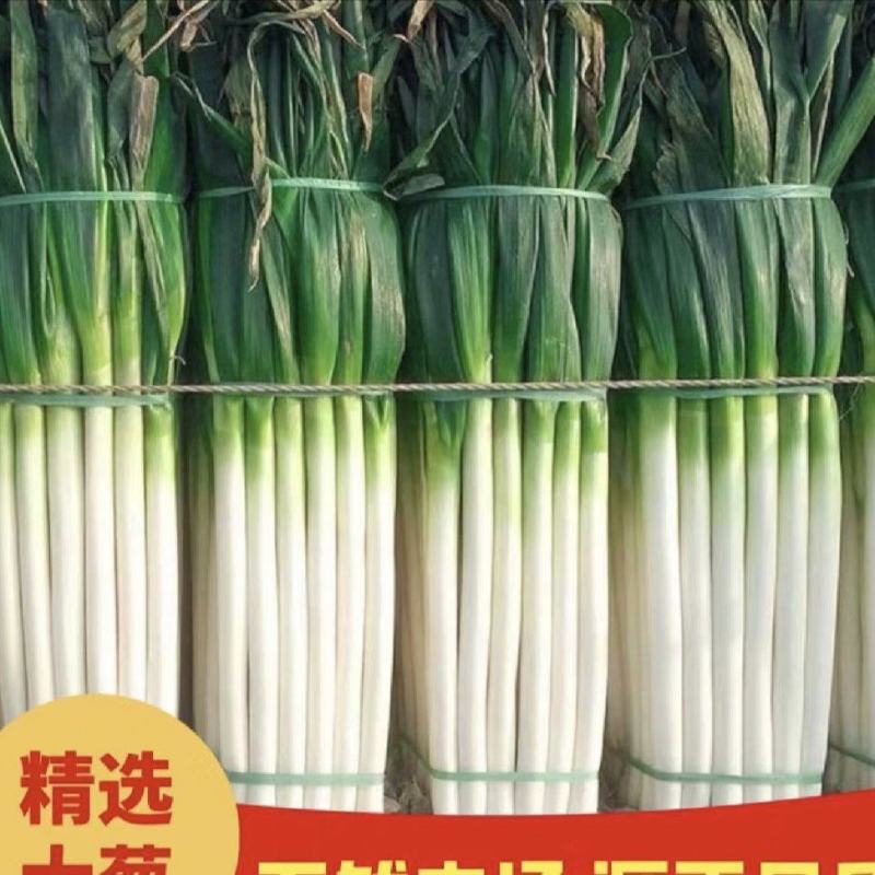 山西忻州万亩铁杆大葱上市欢迎新老顾客前来考察合作诚信经营