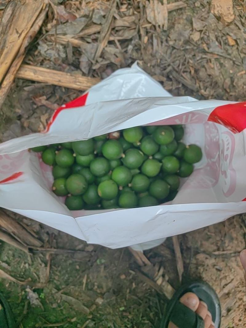澳洲坚果