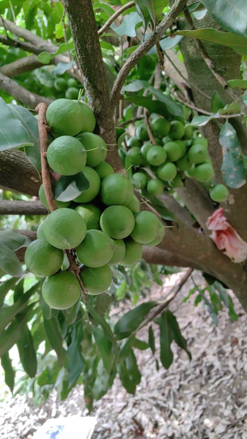 澳洲坚果