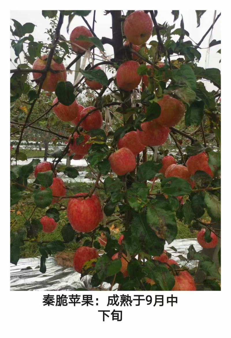 培育爱妃苹果树苗乐淇王林苹果苗鲁丽苹果苗