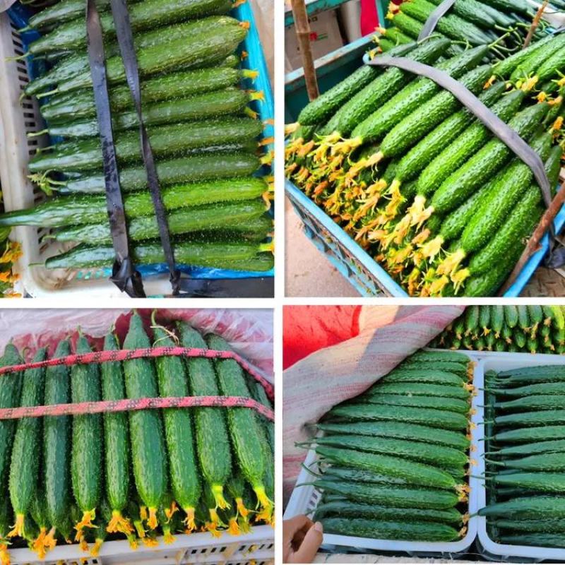 【实力代办】山东莘县密刺黄瓜，油亮鲜花，市场赶集食堂