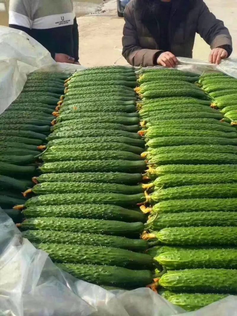 【实力代办】山东莘县密刺黄瓜，油亮鲜花，市场赶集食堂