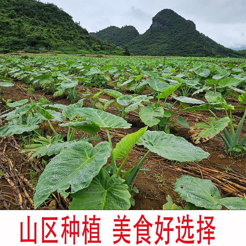 2023年新鲜芋苗干芋苗种植基地芋梗干芋荷杆农家肥种植