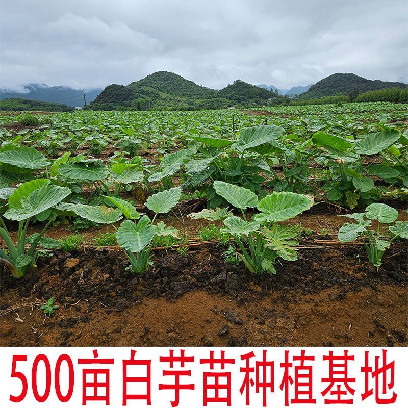 2023年新鲜芋苗干芋苗种植基地芋梗干芋荷杆农家肥种植