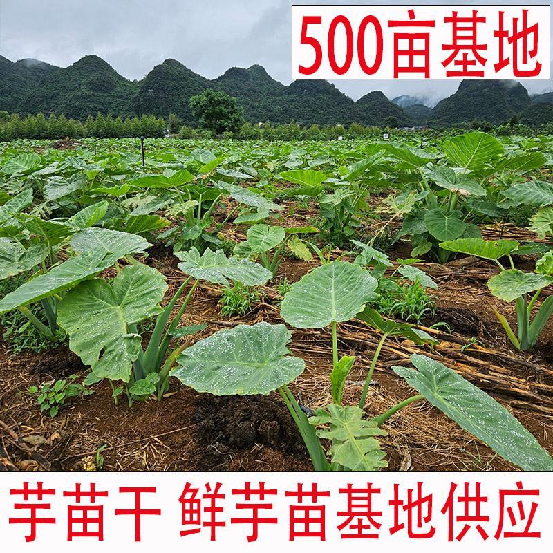 2023年新鲜芋苗干芋苗种植基地芋梗干芋荷杆农家肥种植