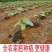 2023年新鲜芋苗干芋苗种植基地芋梗干芋荷杆农家肥种植