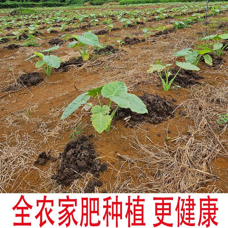 2023年新鲜芋苗干芋苗种植基地芋梗干芋荷杆农家肥种植