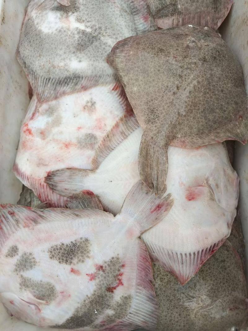 活冻海鲜水产新鲜多宝鱼大菱鲆比目鱼冷冻多宝鱼新鲜海鱼