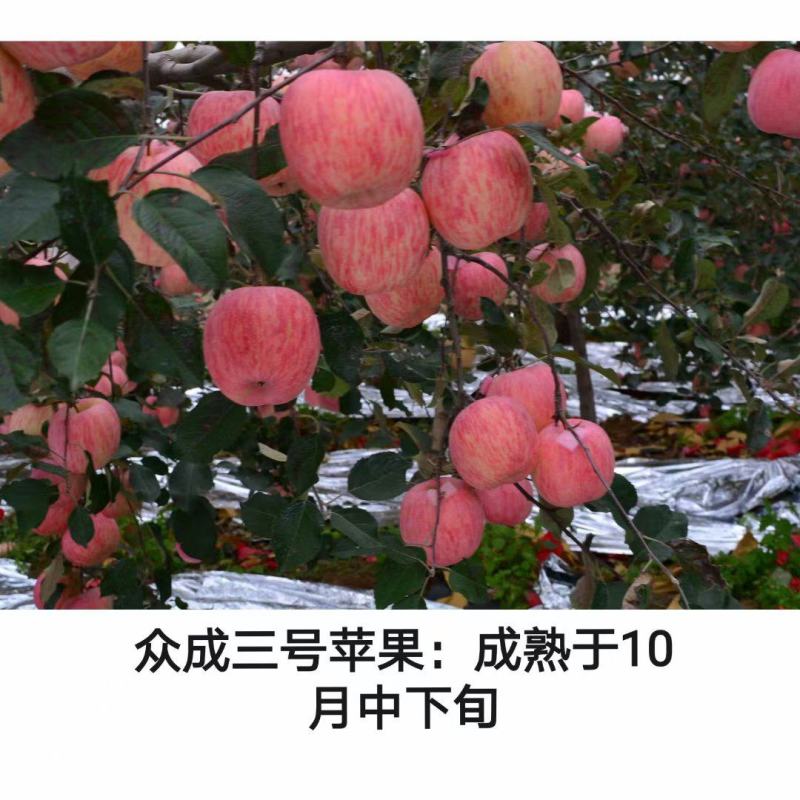 众成三号苹果苗新2001条纹苹果苗成熟于10月中下旬