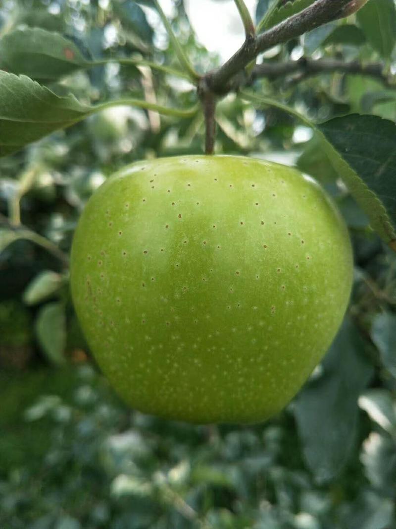 众成三号苹果苗成熟于10月中下旬红富士苹果苗